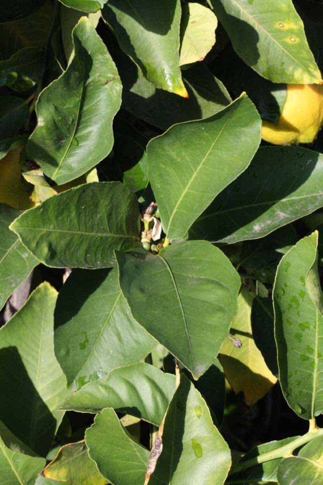            Sun leaves (Femminello Siracusano 2KR, Riverside, CA)   